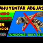10 Beneficios y perjuicios del veneno de abeja: ¡Descubre todo lo que necesitas saber!