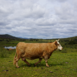 5 Sorprendentes Beneficios de la Leche Calostro de Vaca que Debes Conocer