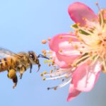 5 sorprendentes beneficios del polen de abeja para los hombres que debes conocer