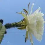 7 increíbles beneficios de la yerba mate verde flor que debes conocer ahora mismo