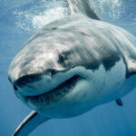 7 increíbles beneficios de las pastillas de cartílago de tiburón que debes conocer