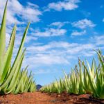 7 Increíbles Beneficios del Aloe Vera y la Sábila Que Debes Conocer