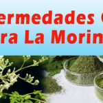 7 Sorprendentes Beneficios de las Cápsulas de Moringa Oleifera que Debes Conocer