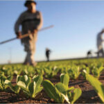Los 7 principales beneficios de utilizar fertilizantes y plaguicidas en tus cultivos: ¡Un análisis completo sobre los riesgos y ventajas!