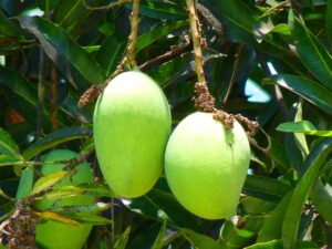 10 sorprendentes beneficios del mango verde durante el embarazo 