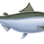 10 impresionantes beneficios del salmón para la salud que no puedes ignorar