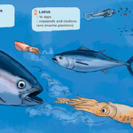 6 Beneficios del consumo de atún rojo: Descubre las ventajas de incluir el atún rojo en tu dieta