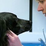 7 beneficios de la castración canina: descubre las ventajas de esterilizar y castrar