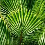 6 increíbles beneficios de la palma enana americana: descubre el poder de este remedio natural