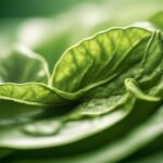 10 beneficios del extracto de té verde: libera el poder de este ingrediente natural